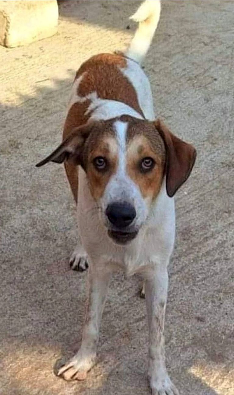 H0009_CherryBerry001