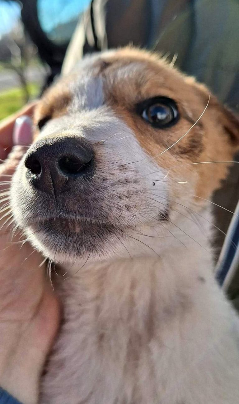 H0009_CherryBerry002