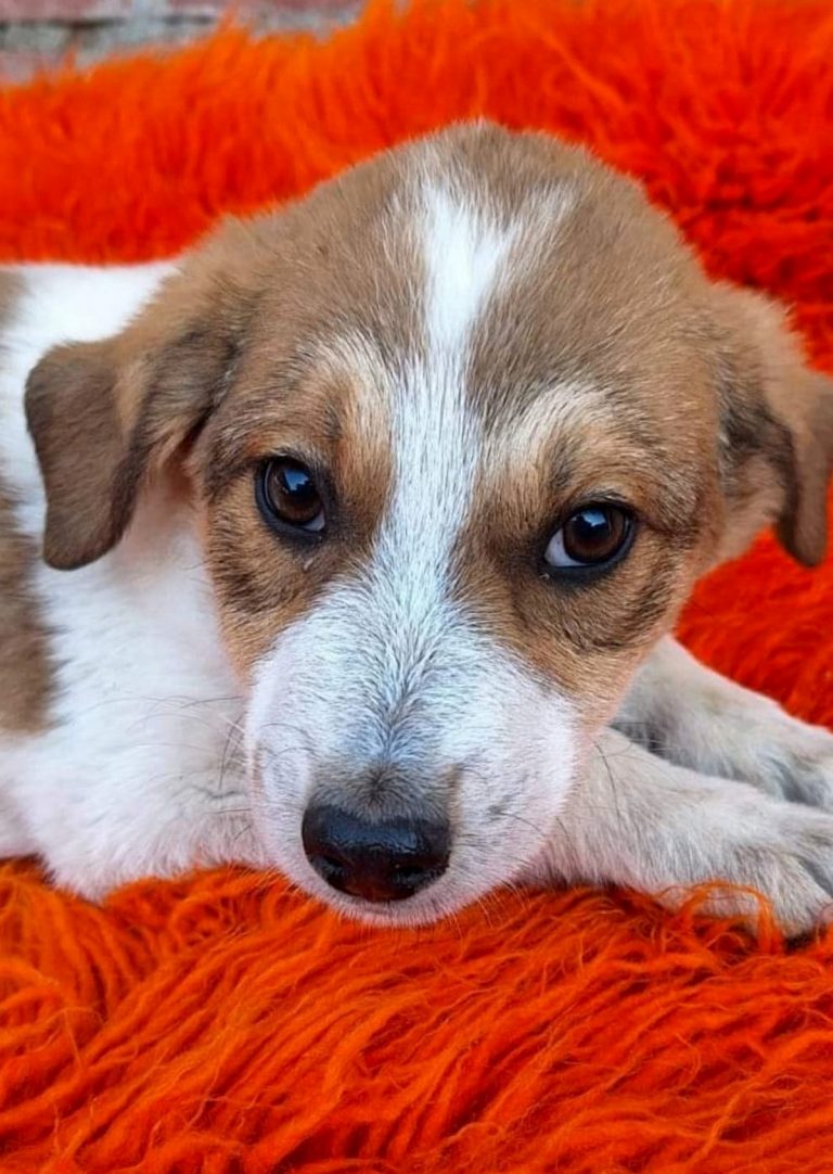 H0009_CherryBerry010