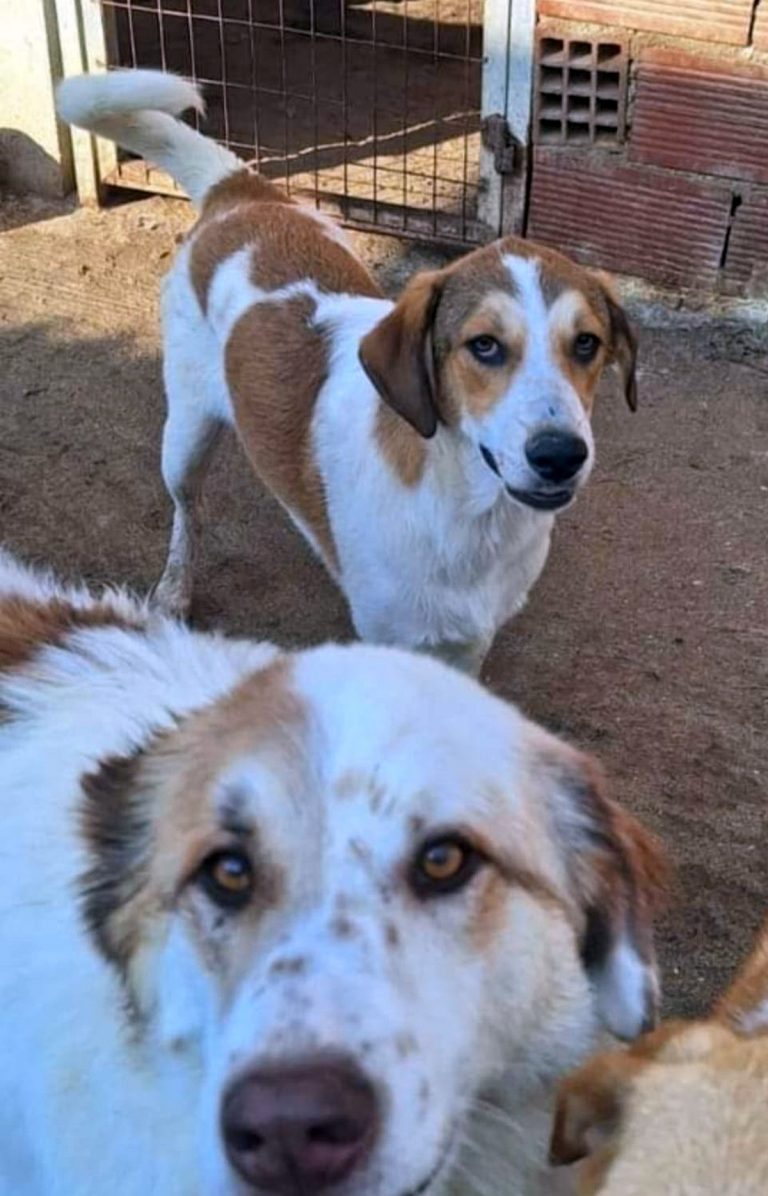 H0009_CherryBerry019