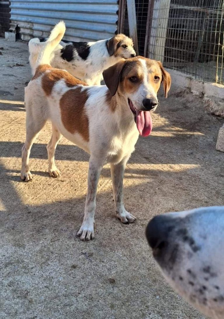 H0009_CherryBerry022