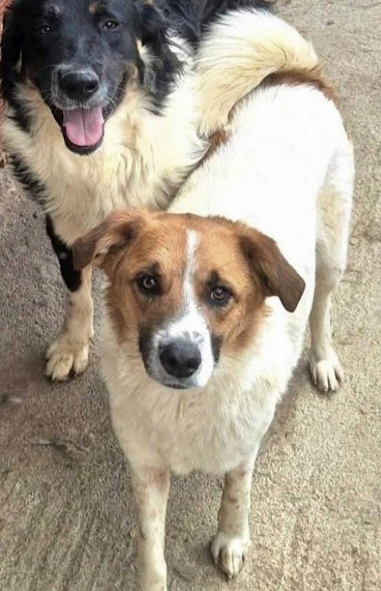 H0011_DakotaDelfin_001