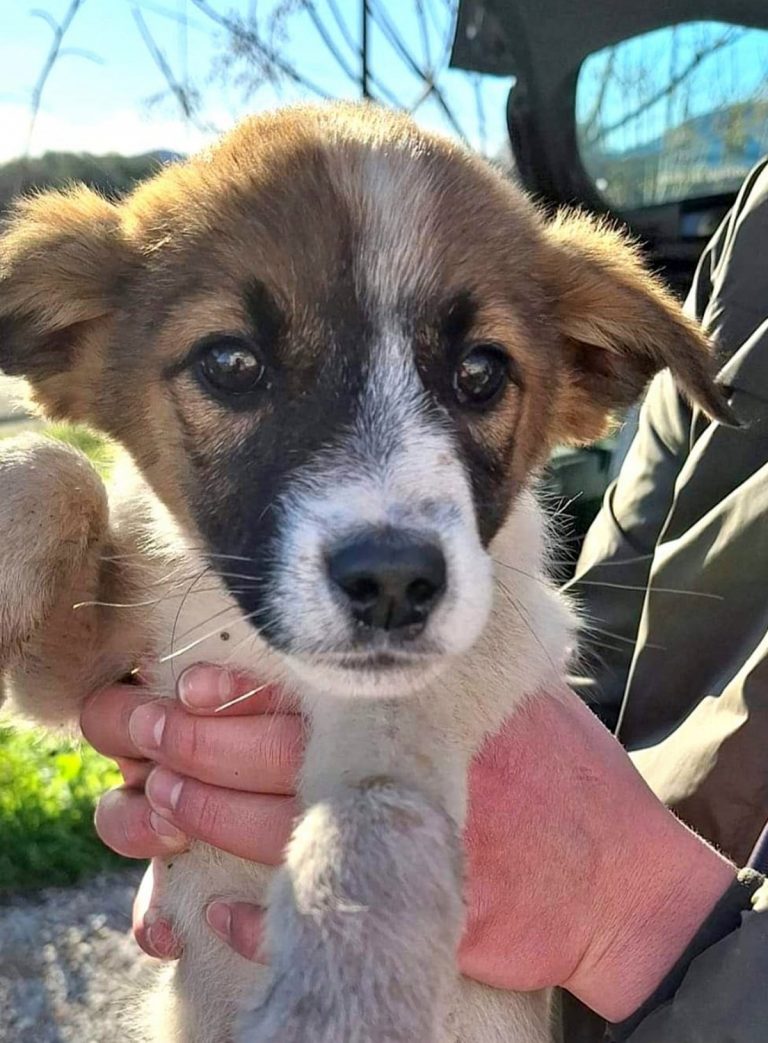 H0011_DakotaDelfin_005