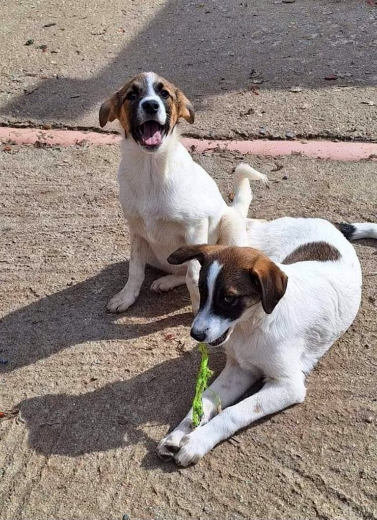 H0011_DakotaDelfin_012