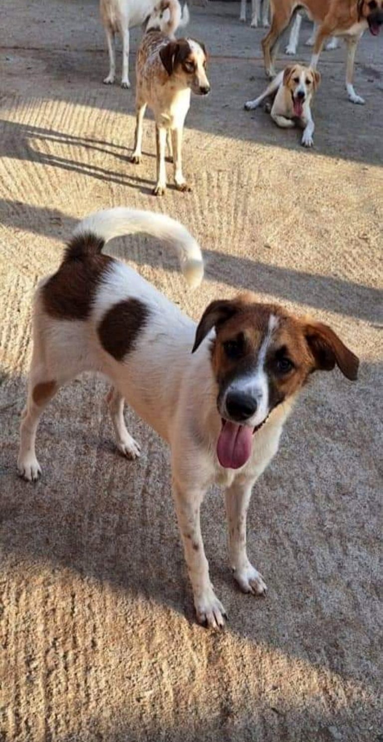 H0011_DakotaDelfin_017