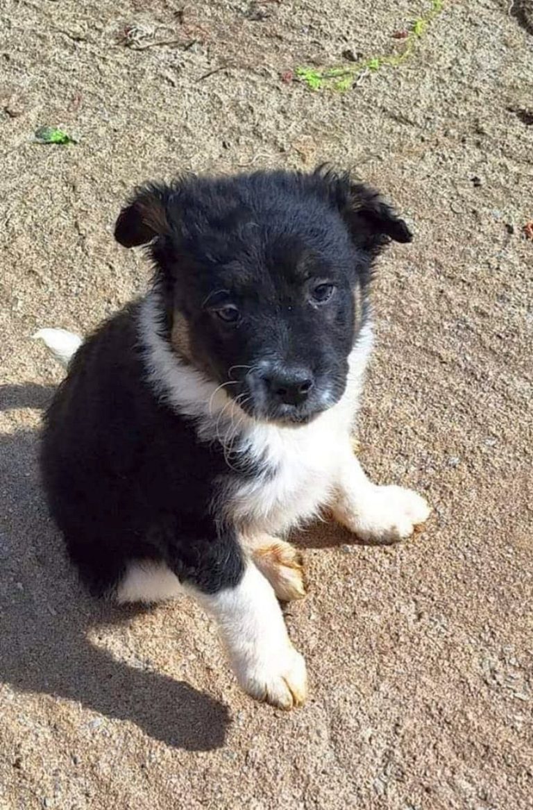 H0050_PlutoBalou_008