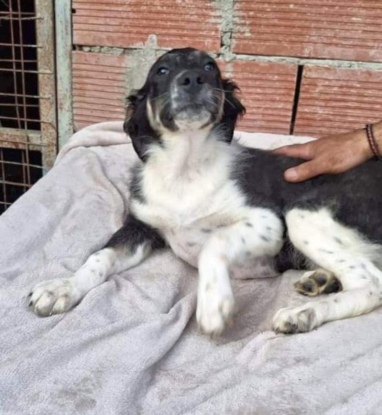 H0050_PlutoBalou_018