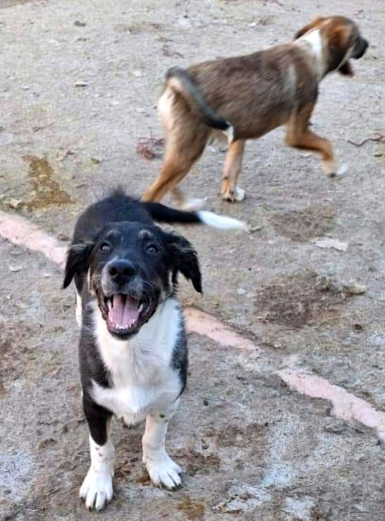 H0050_PlutoBalou_033