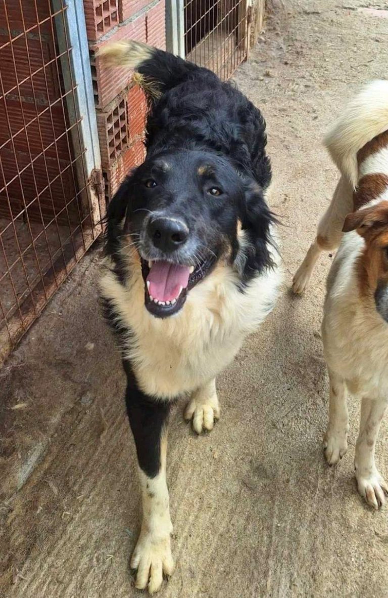 H0050_PlutoBalou_067