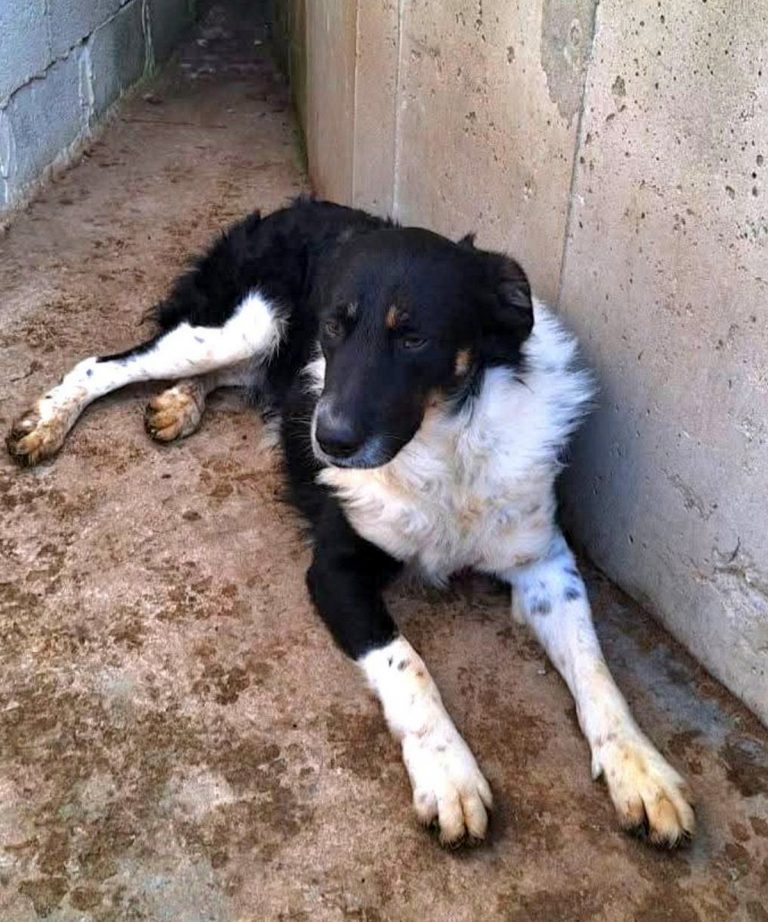 H0050_PlutoBalou_092