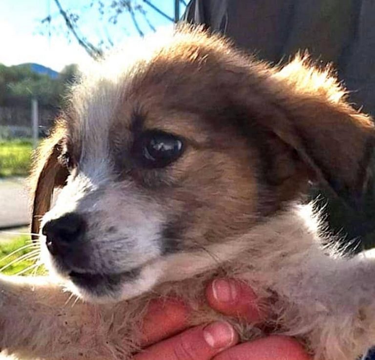 H0062_SherlockDuke_003