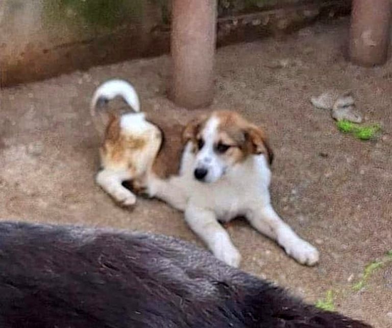 H0062_SherlockDuke_009