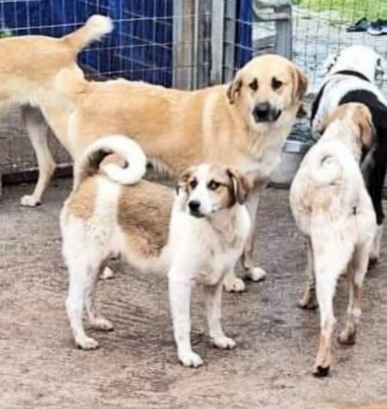 H0062_SherlockDuke_018