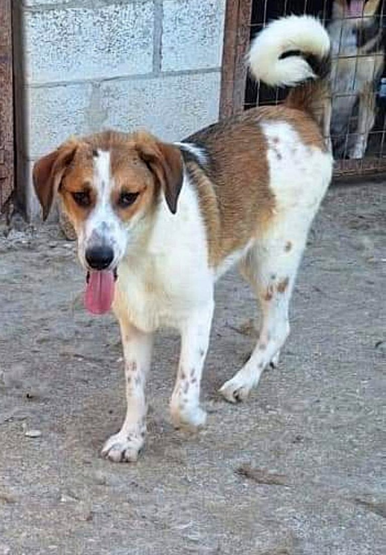 H0062_SherlockDuke_020