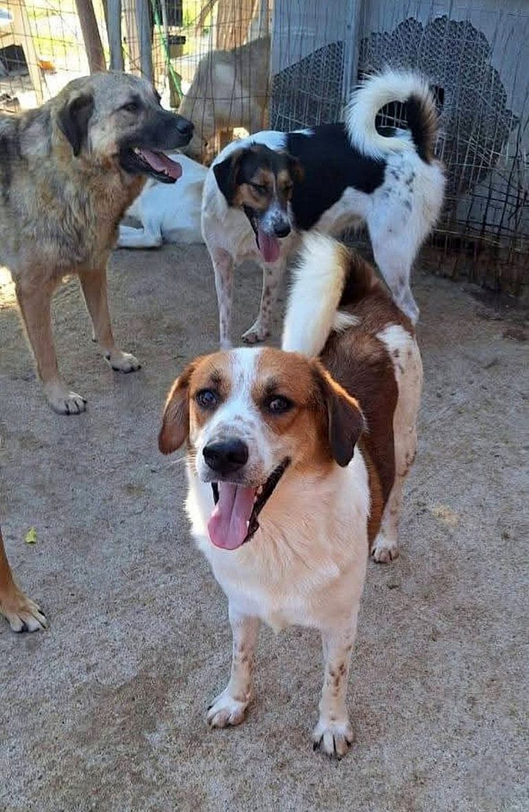 H0062_SherlockDuke_036